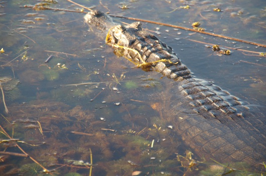 Amazon Alligator