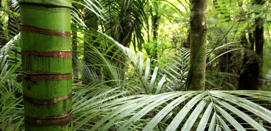Amazon Jungle Preservation