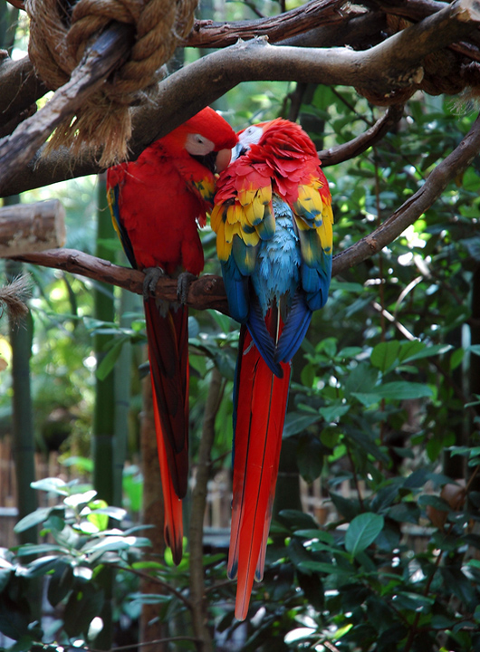 Amazon Macaw