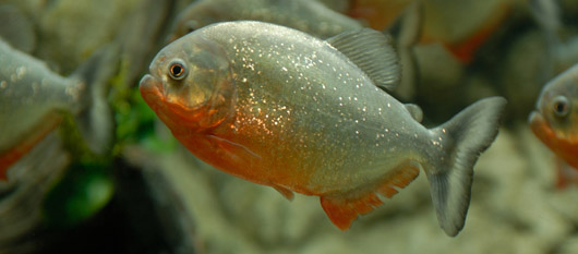 Amazon Piranha