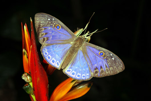 Amazon Butterfly