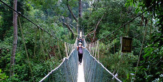 Jungle Canopy Walkway