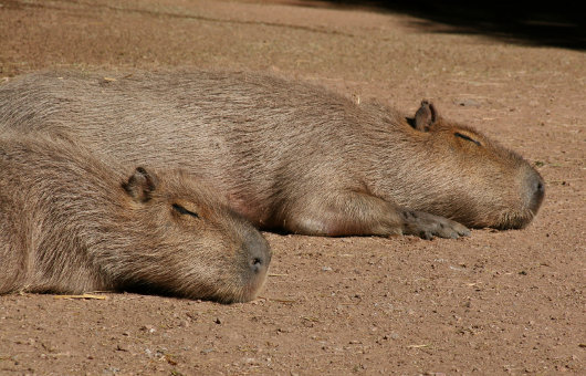 Amazon Capibarras