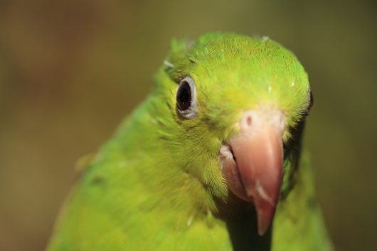 Green Amazon Parrot