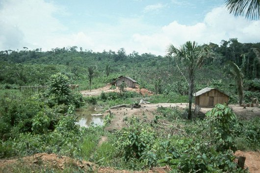 Amazon Jungle Houses