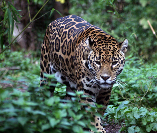 Amazon Jaguar Preservation