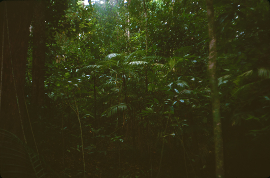Brazilian Jungle
