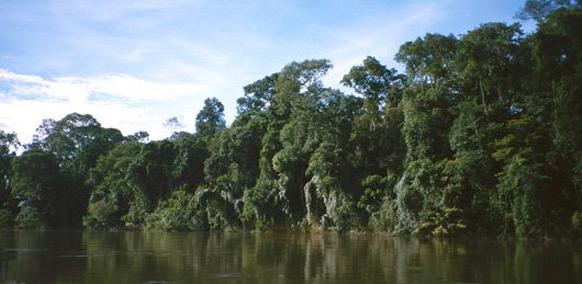 Amazon Jungle Canopy