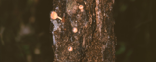 Amazon Jungle Fungi