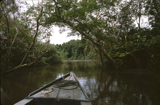 Amazon Jungle River
