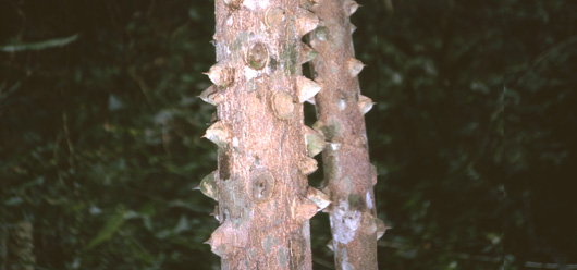 Jungle Tree with Spikes
