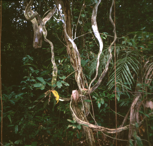 Amazon Jungle Vines