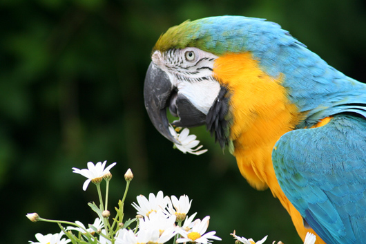 Amazon Macaw