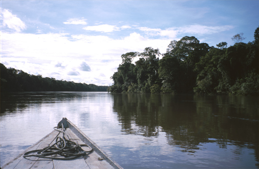 Amazon River Tributary