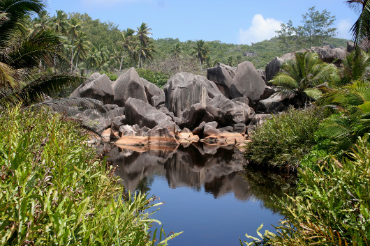 Lake In The Rainforest