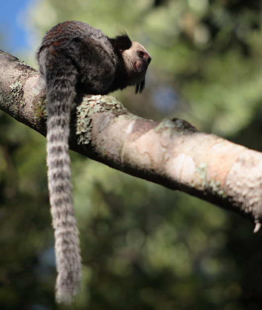 Amazon Tamarin